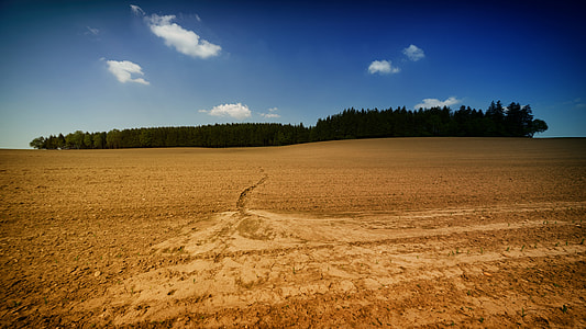 trees between sand and blue sky thumbnail
