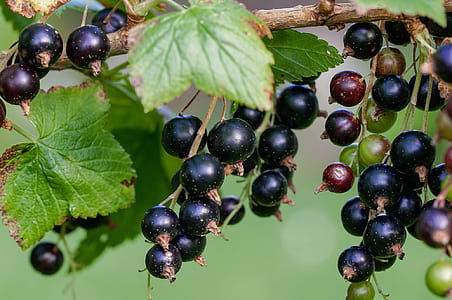 close up photo of black berries thumbnail