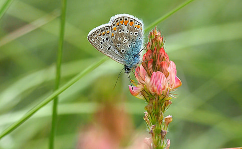 selective focus photography of butterfly on flower thumbnail