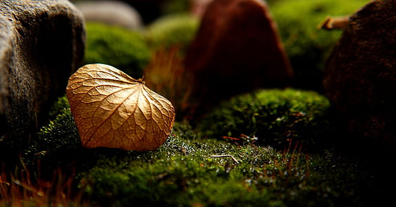 brown dried leaf on top green gass thumbnail