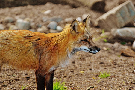 red fox thumbnail