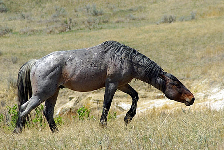 gray horse on green field thumbnail