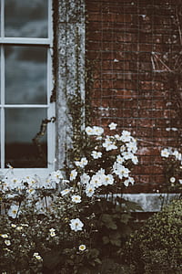 white and yellow flowers thumbnail