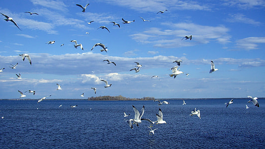 flight of birds over body of water thumbnail