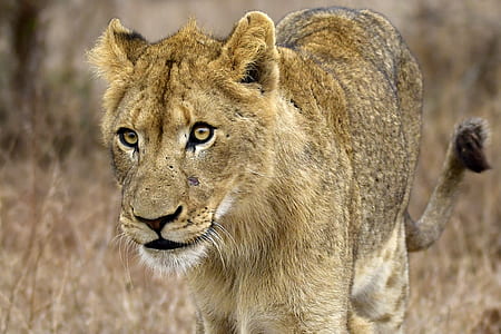 Closeup Photography of Lioness thumbnail