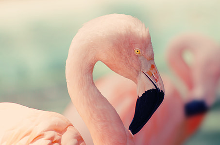 pink flamingo thumbnail