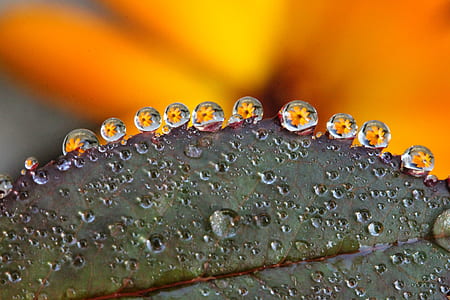 nature, water, flowers, leaf thumbnail