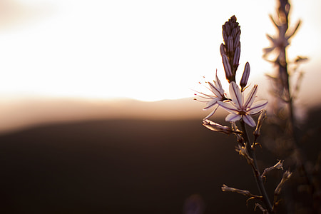 selective focus photography of white petaled flowers thumbnail