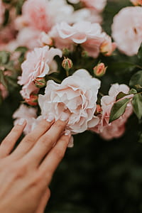 person touching pink flowers thumbnail