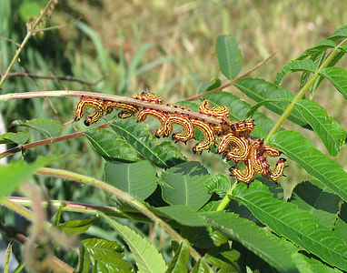Spotted Datana Moth thumbnail