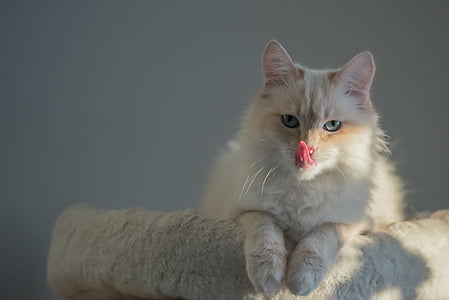 brown fur cat thumbnail