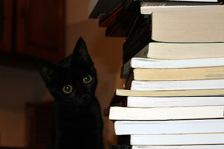 black cat beside pile of books thumbnail