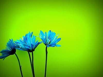 four blue-and-white flowers thumbnail