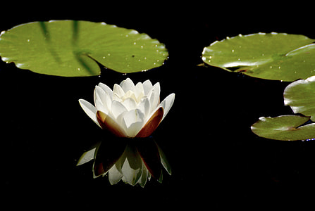 photo of white flower in water thumbnail