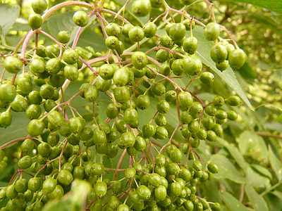 Immature, Unripe Berries thumbnail
