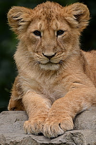 lioness photograph thumbnail