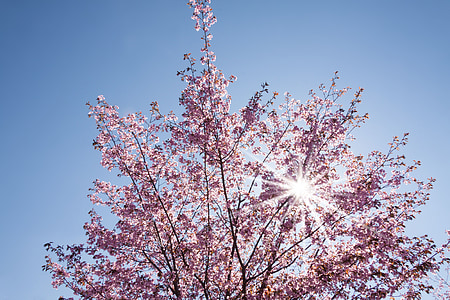 low-angle photo of pink blossom tree against the sun thumbnail
