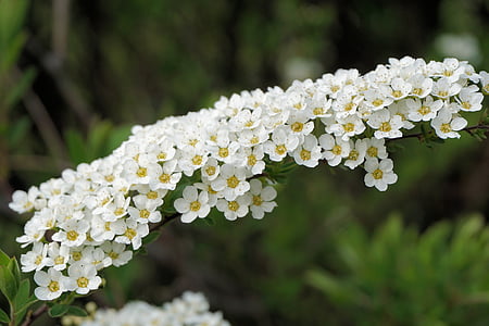 close-up photography of white flowers thumbnail