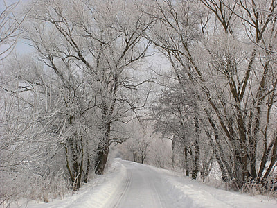white snowy road between trees thumbnail