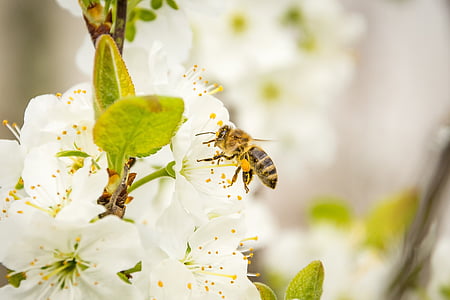 honeybee on white flower thumbnail
