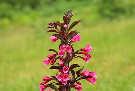 brown leafed plant with pink flowers thumbnail