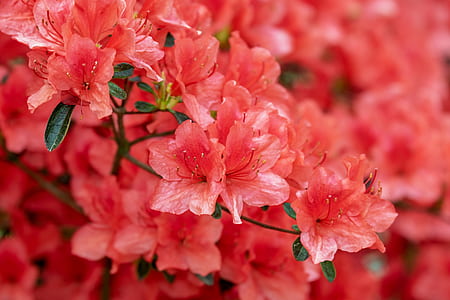 shallow focus photography of red flowers thumbnail
