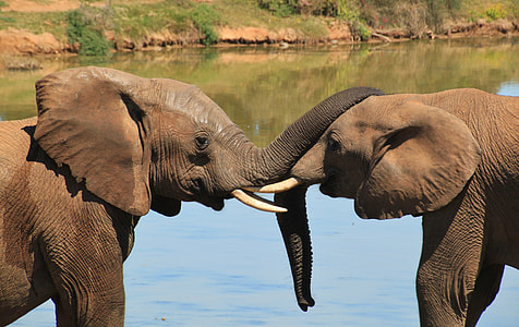 two elephants facing each other in a body of water thumbnail