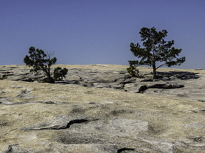 Pine trees near Stone Mountain in Atlanta, Georgia thumbnail