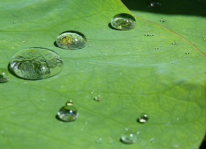 water drop on green leaf thumbnail