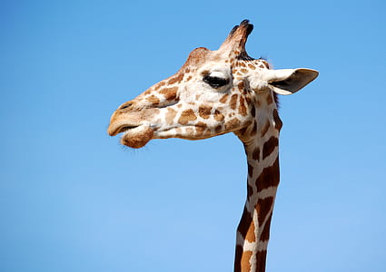 closeup photo of giraffe thumbnail