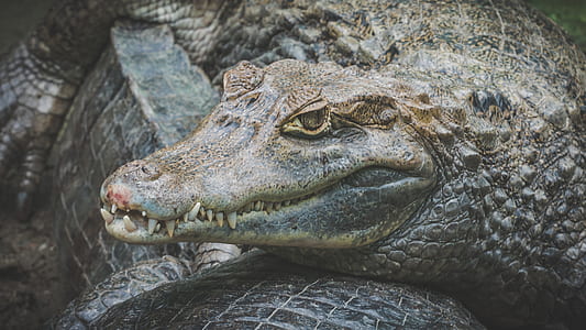 wildlife photography of grey crocodile thumbnail