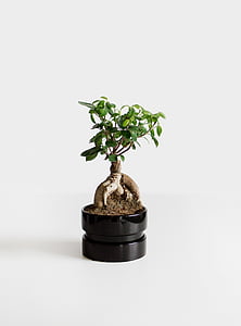 green leafed plant thumbnail