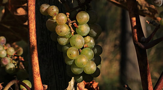 green grapes thumbnail