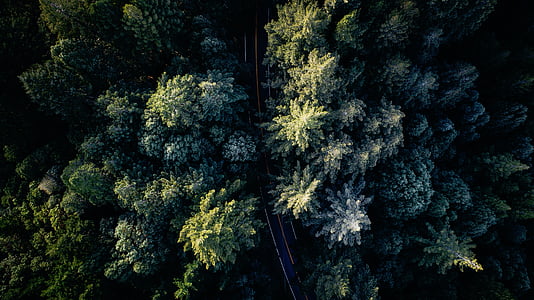 aerial view photography of green forest thumbnail