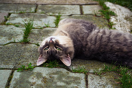 brown tabby cat lying thumbnail