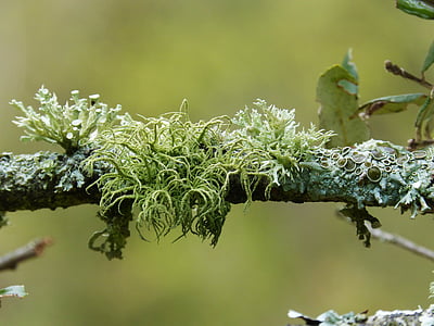green grass on tree branch thumbnail