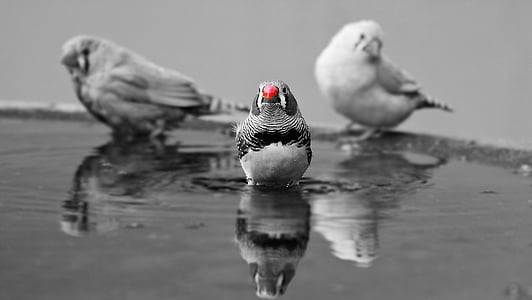 selective color photo of zebra finch bird on body of water thumbnail