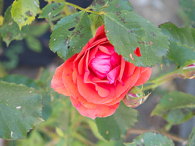 close-up photo of red rose in bloom thumbnail