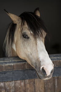 close-up photo of gray horse thumbnail