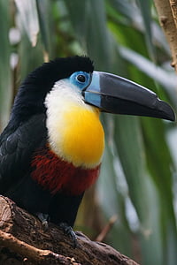black and beige toucan thumbnail