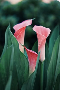 closeup photography of pink floers thumbnail