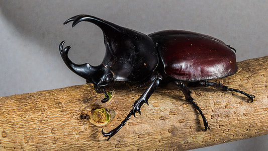 Tropical Beetles, Rhinoceros Beetle thumbnail