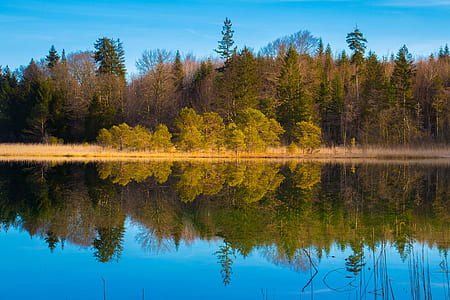 body of water surrounded by trees thumbnail