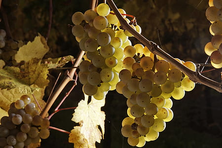 close-up photography of green grapes thumbnail