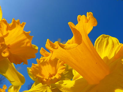 low-angle photography of yellow flowers thumbnail