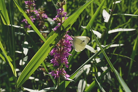 nature, flowers, garden, grass thumbnail