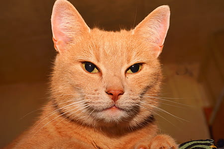 closeup photo of orange tabby cat thumbnail