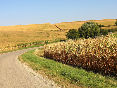 corn field thumbnail