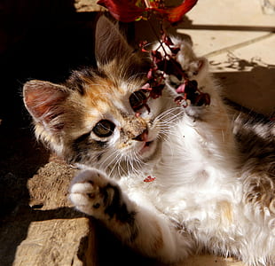 calico kitten closeup-up photo thumbnail