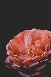 pink rose in bloom closeup photography thumbnail